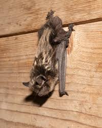 Attēlu rezultāti vaicājumam “Eptesicus nilssonii”