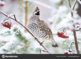 Attēlu rezultāti vaicājumam “Tetrastes bonasia”