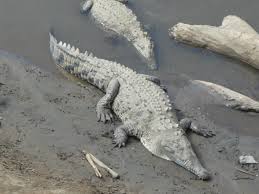 Image result for Crocodylus acutus