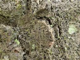 Attēlu rezultāti vaicājumam “Alyxoria varia”