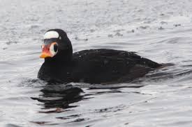 Image result for Melanitta perspicillata