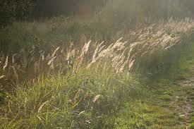 Attēlu rezultāti vaicājumam “Calamagrostis epigeios”