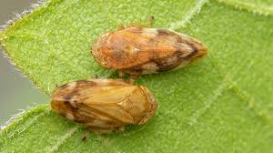 Attēlu rezultāti vaicājumam “Aphrophoridae”