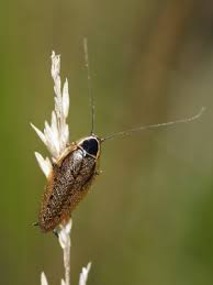 Attēlu rezultāti vaicājumam “Ectobius sylvestris nymph”