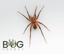 Attēlu rezultāti vaicājumam “Miturgidae”