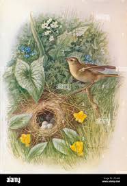 Attēlu rezultāti vaicājumam “Phylloscopus trochilus nest”