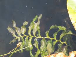 Attēlu rezultāti vaicājumam “Potamogeton praelongus”