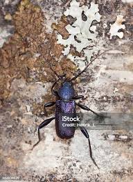 Attēlu rezultāti vaicājumam “Callidium violaceum”