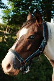 Image result for Palmers Riding Stables