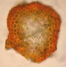 Attēlu rezultāti vaicājumam “Tetraphis pellucida sporophyte”