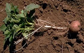 Attēlu rezultāti vaicājumam “Solanum tuberosum”