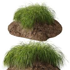 Attēlu rezultāti vaicājumam “Carex elata”