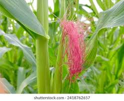 Attēlu rezultāti vaicājumam “Zea mays female flower”