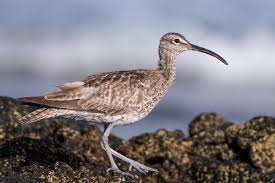Attēlu rezultāti vaicājumam “Numenius phaeopus adult”