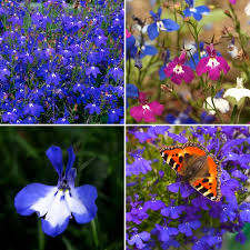 Image result for Männertreu