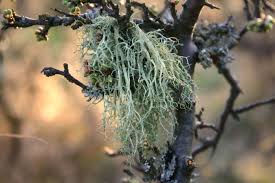 Attēlu rezultāti vaicājumam “Evernia divaricata”