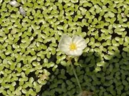 「水蘊草」的圖片搜尋結果