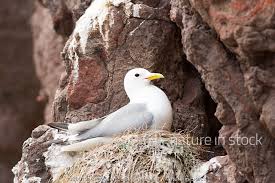 Attēlu rezultāti vaicājumam “Rissa tridactyla nest”