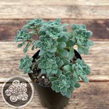 Image result for Aichryson