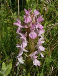Attēlu rezultāti vaicājumam “Dactylorhiza incarnata leaf”