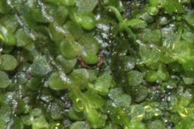 Attēlu rezultāti vaicājumam “Jungermannia hyalina”