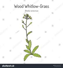 Attēlu rezultāti vaicājumam “Draba nemorosa”