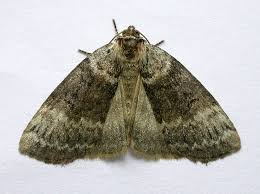 Attēlu rezultāti vaicājumam “Tetheella fluctuosa”