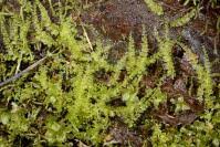 Attēlu rezultāti vaicājumam “Plagiomnium elatum”