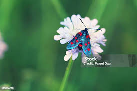 Attēlu rezultāti vaicājumam “Zygaenidae”