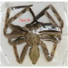 Attēlu rezultāti vaicājumam “Sparassidae”