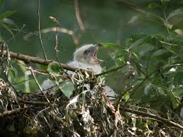 Attēlu rezultāti vaicājumam “Accipiter gentilis nest”