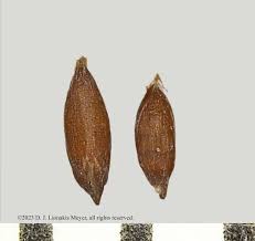 Attēlu rezultāti vaicājumam “Poa pratensis fruit”