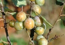 Attēlu rezultāti vaicājumam “Prunus domestica subsp. insitita fruit”