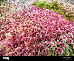 Attēlu rezultāti vaicājumam “Sphagnum capillifolium”