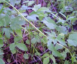 Attēlu rezultāti vaicājumam “Ranunculus cassubicus leaf”