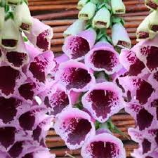 Image result for Digitalis purpurea
