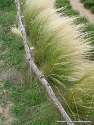 Attēlu rezultāti vaicājumam “Najas tenuissima”