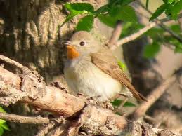 Image result for Ficedula albicilla