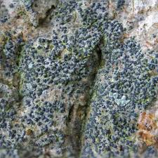 Attēlu rezultāti vaicājumam “Alyxoria varia”