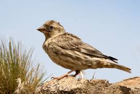 Image result for Petronia petronia