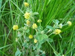Attēlu rezultāti vaicājumam “Trifolium aureum fruit”