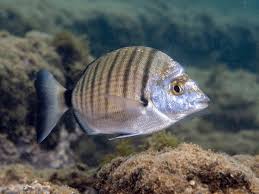 Image result for Diplodus