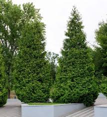 Attēlu rezultāti vaicājumam “Thuja plicata”
