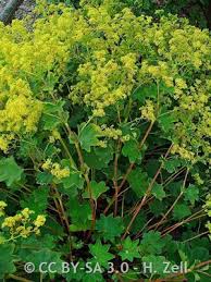 Attēlu rezultāti vaicājumam “Alchemilla vulgaris aggr. bud”