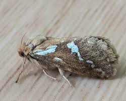 Attēlu rezultāti vaicājumam “Hepialus lupulinus”