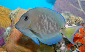 Image result for Acanthurus coeruleus