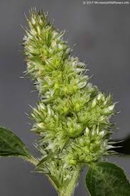 Attēlu rezultāti vaicājumam “Amaranthus retroflexus”