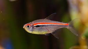 Attēlu rezultāti vaicājumam “Tetratoma ancora”