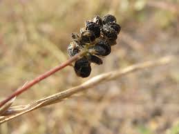 Attēlu rezultāti vaicājumam “Medicago lupulina fruit”