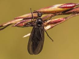 Attēlu rezultāti vaicājumam “Sciara analis”